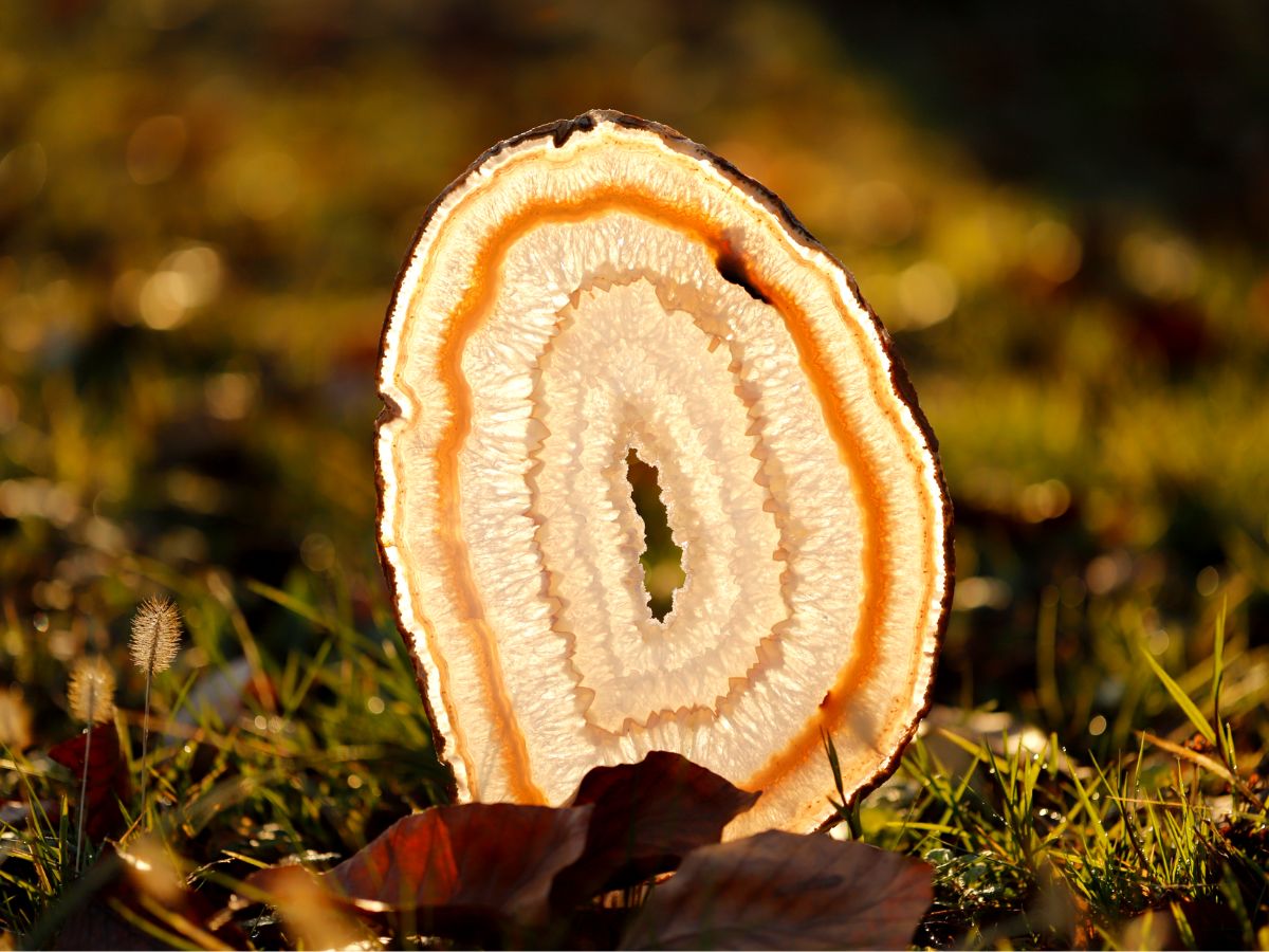 sezione di geode di agata e quarzo naturale da collezione lineagem 